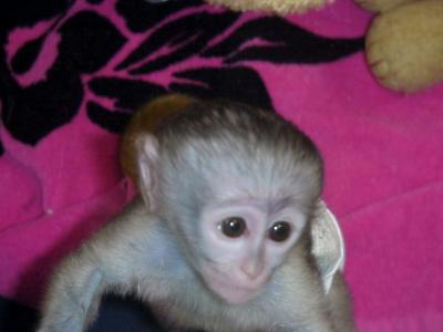 Adorable male and female capuchin monkeys for adoption now!!!