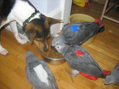 african grey parrots for sale 280euro