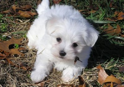 Maltese puppies to give it out for adoption