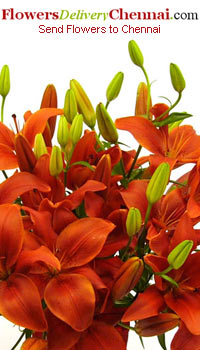 Flowers to stud your celebration fiesta 