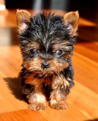 Sweet Teacup Yorkie Puppies For Adoption ?