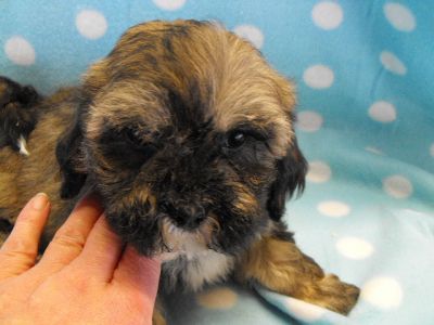 GORGEOUS SHIH-CHON PUPPIES    boys �395