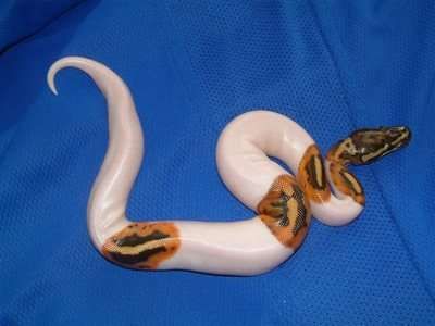 Albino and Piebald Ball Pythons For Adoption