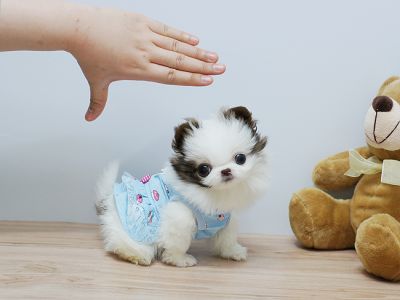 Adorable Alyssa ~ Precious Micro Teacup Chocolate and White Party  Pom Available! RARE