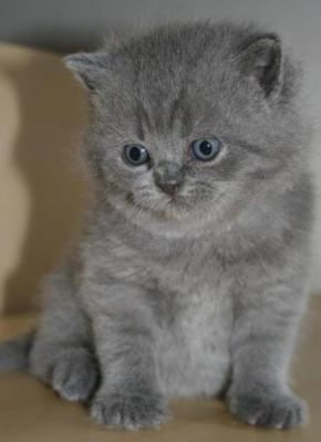 Gorgeous British shorthair kitten TICA registered.
