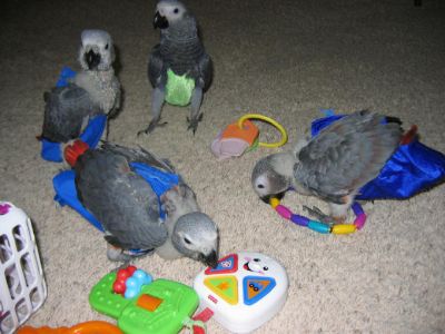 african grey parrots for sale 280euro.>>!
