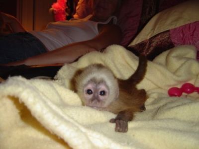 FREE TO GOOD HOME PET CAPUCHIN MONKEY FOR ADOPTION