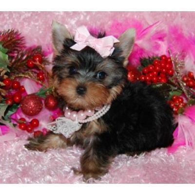 male and female    yorkie  puppy for free home (omly free and caring homes )