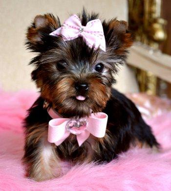 Excellent Teacup Yorkie Puppies For Adoption
