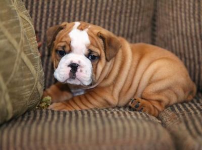 House Broken English Bulldog Puppies For Free Adoption