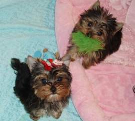    Healthy Well Trained Teacup Yorkie Puppies Available (www.jenifermews.yolasite.com)