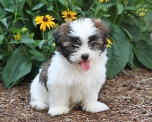 AKC Healthy Regustered Havanese Puppies AVAILABLE