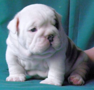 Home raised English bull puppies for free adoption(carolekims20@gmail.com)