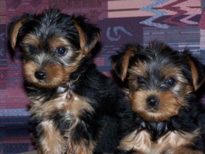Gorgeous and Lovable Teacup Yorkie puppies for adoption