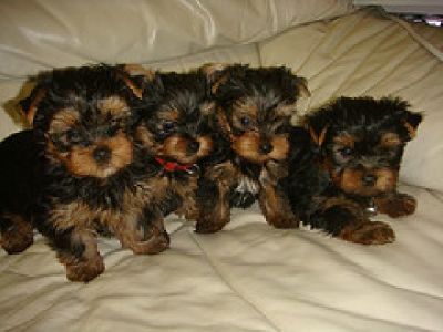 Adorable Teacup Yorkie puppies for Free home adoption