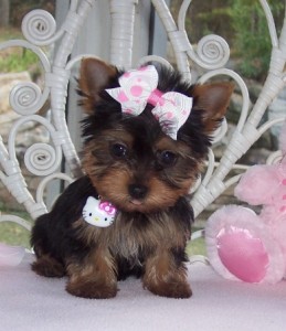 Adorable female and male yorkie puppies for adoption