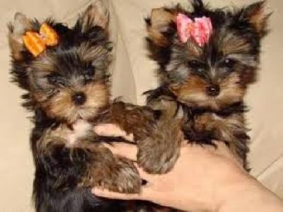 AKC Teacup Yorkie puppies for Free home adoption 
