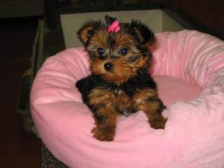  Healthy Well Trained Teacup Yorkie Puppies Available (jenifermews@yahoo.com)