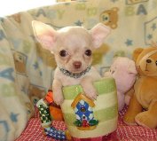 chihuahu puppies fo free adoption