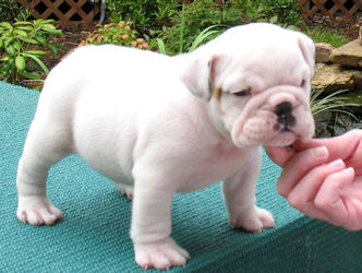 English Bulldog Puppies for  Adoption.