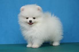 adorable pomeranian puppies for a new home