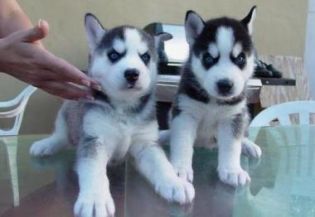 Excellent champion siberian husky puppies for free adoption.