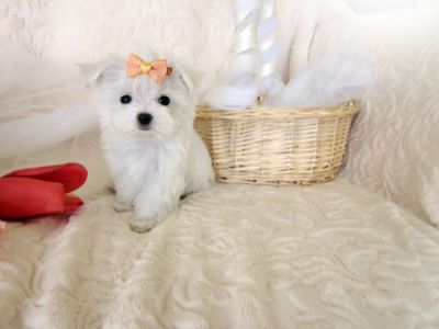 We Have very happy and adorable maltese puppies.