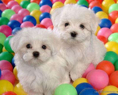 affectionate Maltese puppy for free adoption