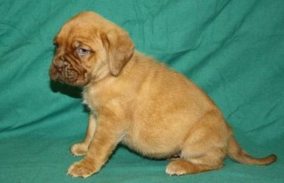 Dogue+de+bordeaux+cross+american+bulldog+for+sale