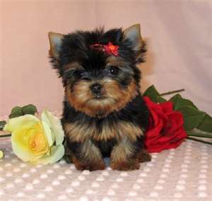 Fluffy Male and Female Teacup Yorkie Puppies For Free Adoption