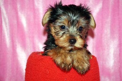 CUTE  YORKIE PUPPIES FOR FREE ADOPTION