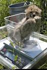 good lovely cheetah kitten is ready for sale