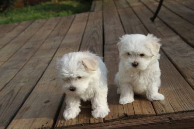 Affectionate Adorable and very cuddly maltese puppies are available now.