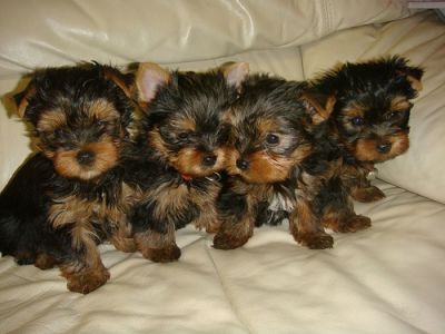 First class Teacup Yorkie puppies for adoption