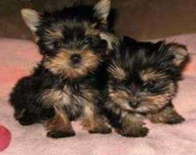wow Teacup Yorkie puppies looking for a good home for adoption