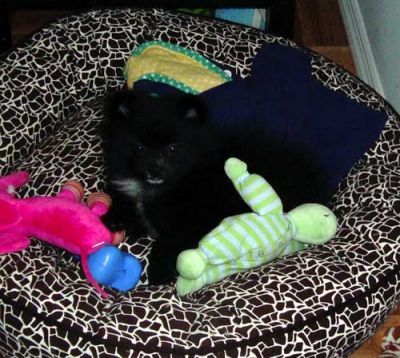 Adorable Teacup Pomeranian Puppies For Free Adoption