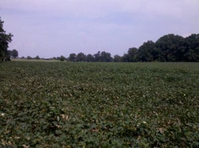 Land for sale huge plot in NC 