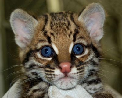 Cheetah cubs ,ocelots, serval and margay kittens for sale.