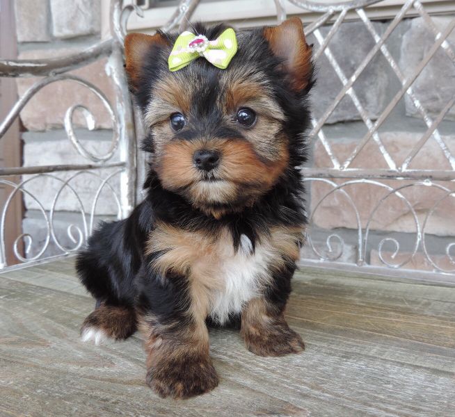 Gorgeous Teacup Yorkie puppies available