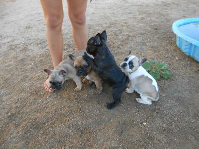 AKC French Bulldog Available