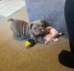 Pitbull puppies for adoption