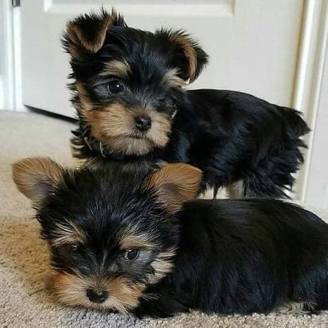 Yorkie puppies available for rehoming...