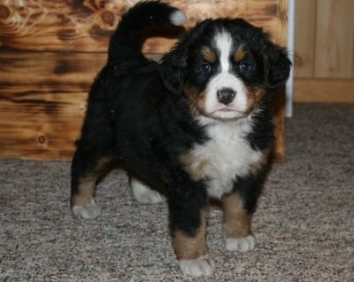 Gorgeous tiny exotic teacup Bernese Mountain Dog for free adoption