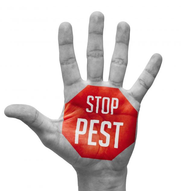 Universal Pest & Termite offers best home pest control services in the US (Virginia beach)