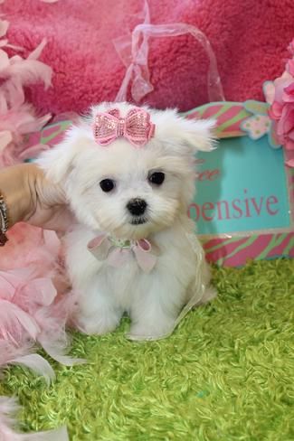 Super adorable Teacup Maltese Puppies