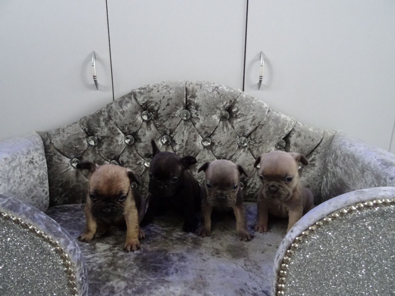 AK French Bulldog Puppy Available Now.