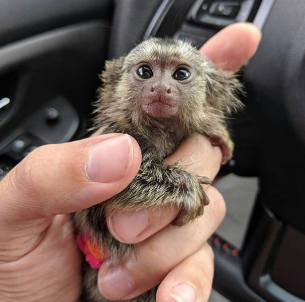 Finger Marmoset Monkey For Sale