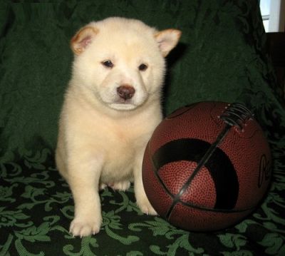 shiba inu puppies mn shiba inu puppies shiba inu puppies mn shiba inu puppies