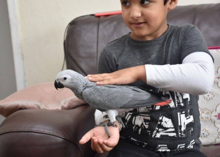 Beautiful African grey parrots are currently available