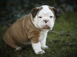 English Bulldog